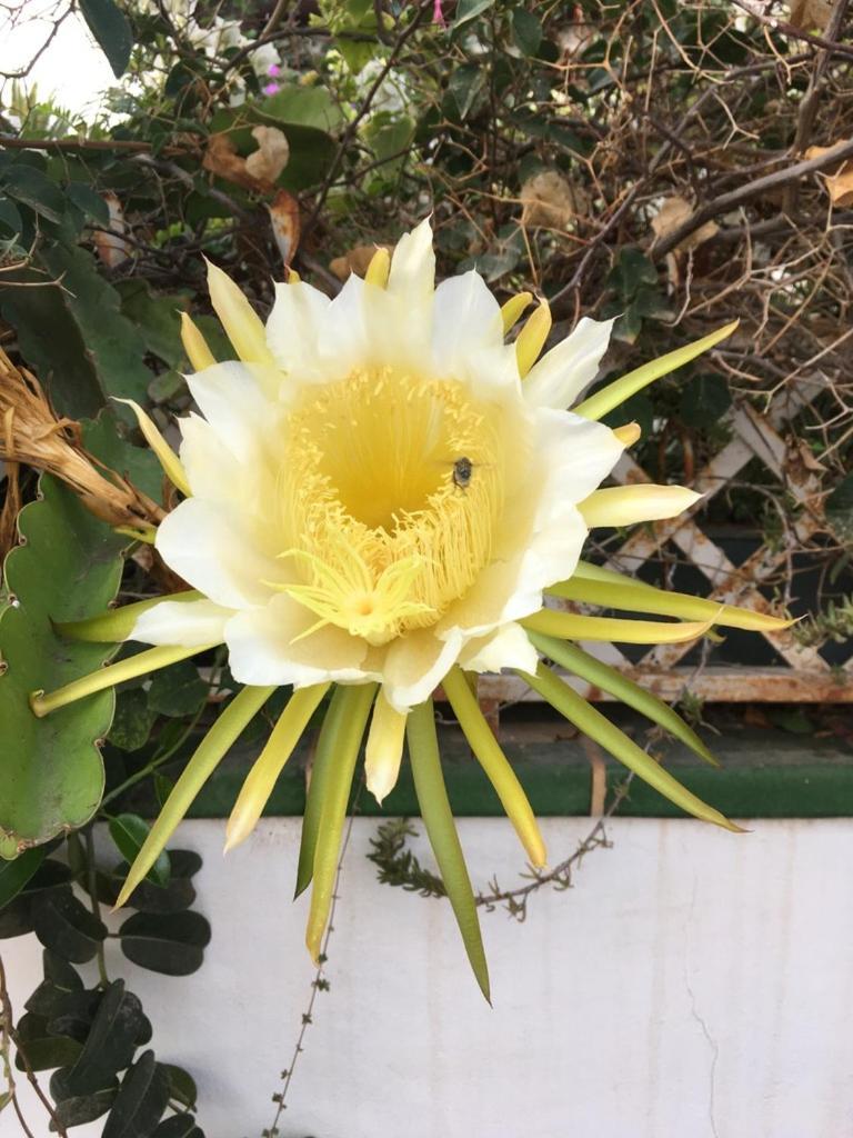 קוסטה דל סילנסיו Cozy Bungalow מראה חיצוני תמונה